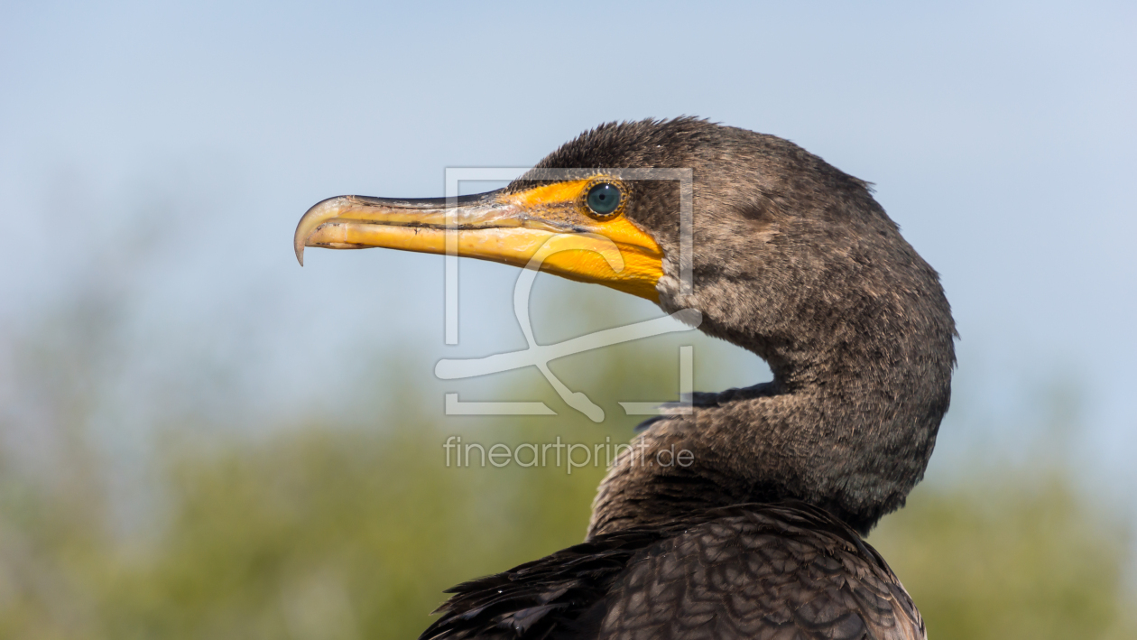 Bild-Nr.: 11218966 Anhinga erstellt von with-your-eyes