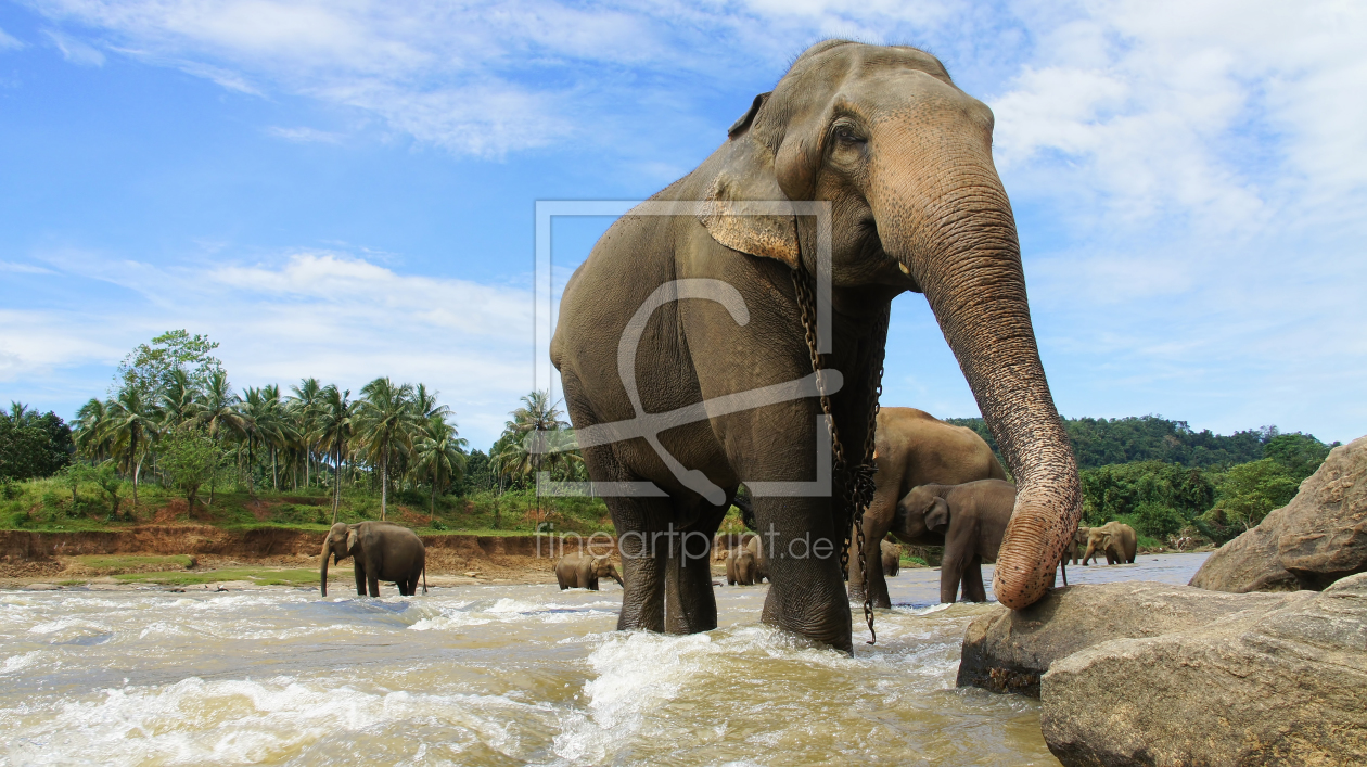 Bild-Nr.: 11218980 Elephant Sri Lanka erstellt von with-your-eyes