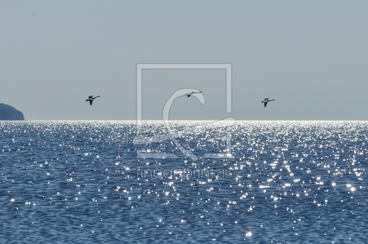 Bild-Nr.: 11219190 Fliegende Schwäne über dem glitzernden Meer erstellt von querfoto