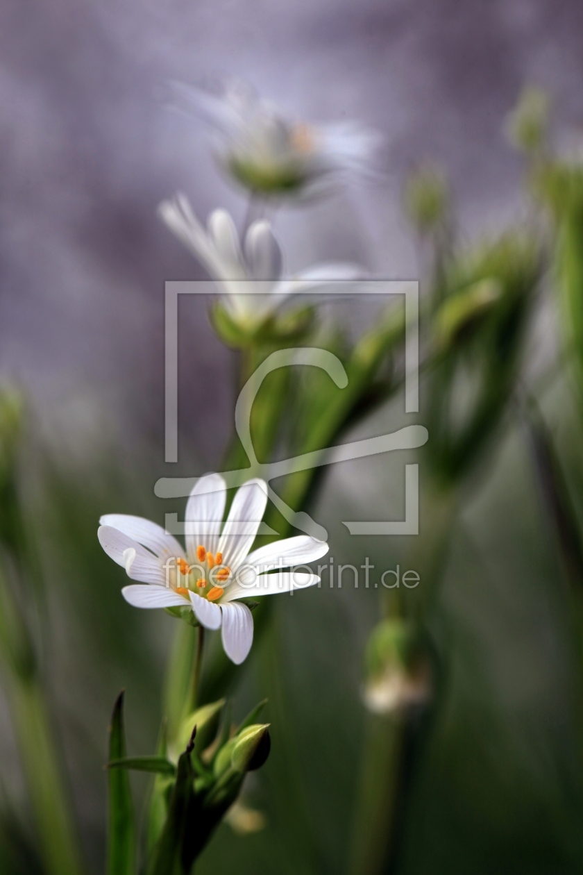 Bild-Nr.: 11219656 Sternmiere, Stellaria holostea erstellt von Renate Knapp