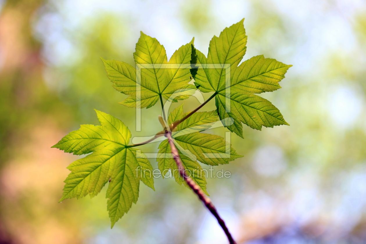 Bild-Nr.: 11219670 Ahornblatt Acer platanoides erstellt von Renate Knapp