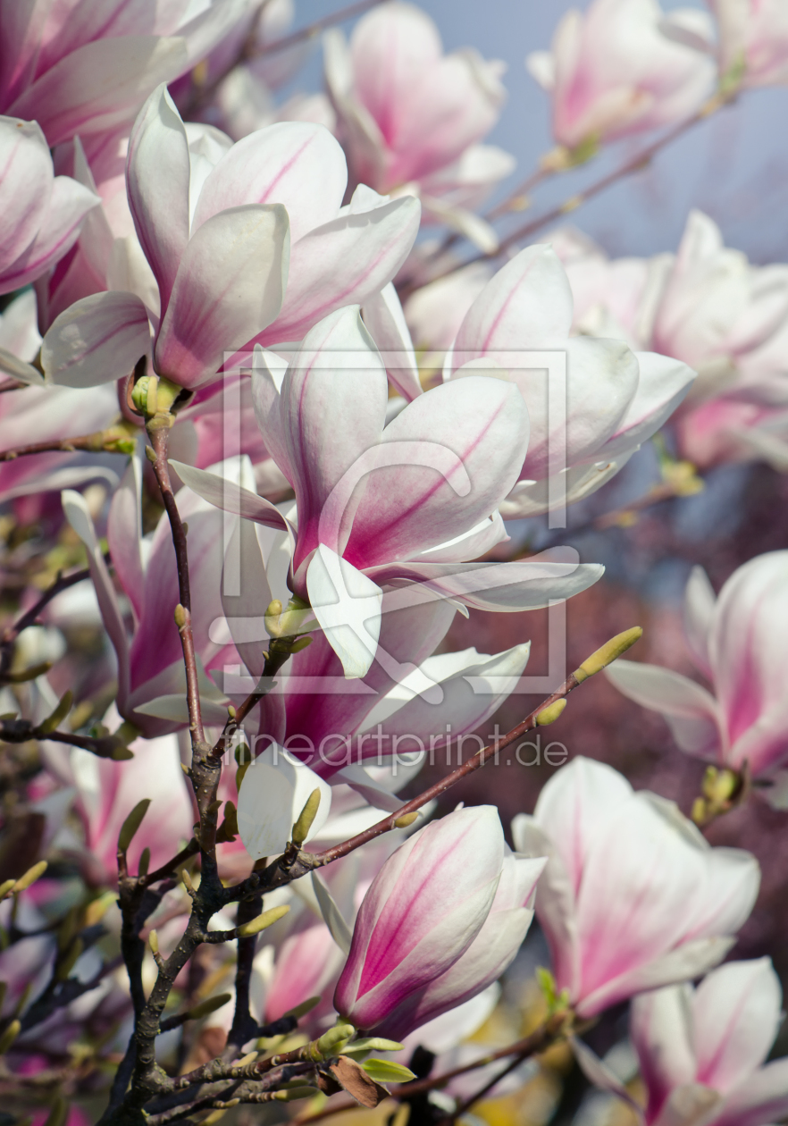 Bild-Nr.: 11220024 Magnolie erstellt von Steffen Gierok