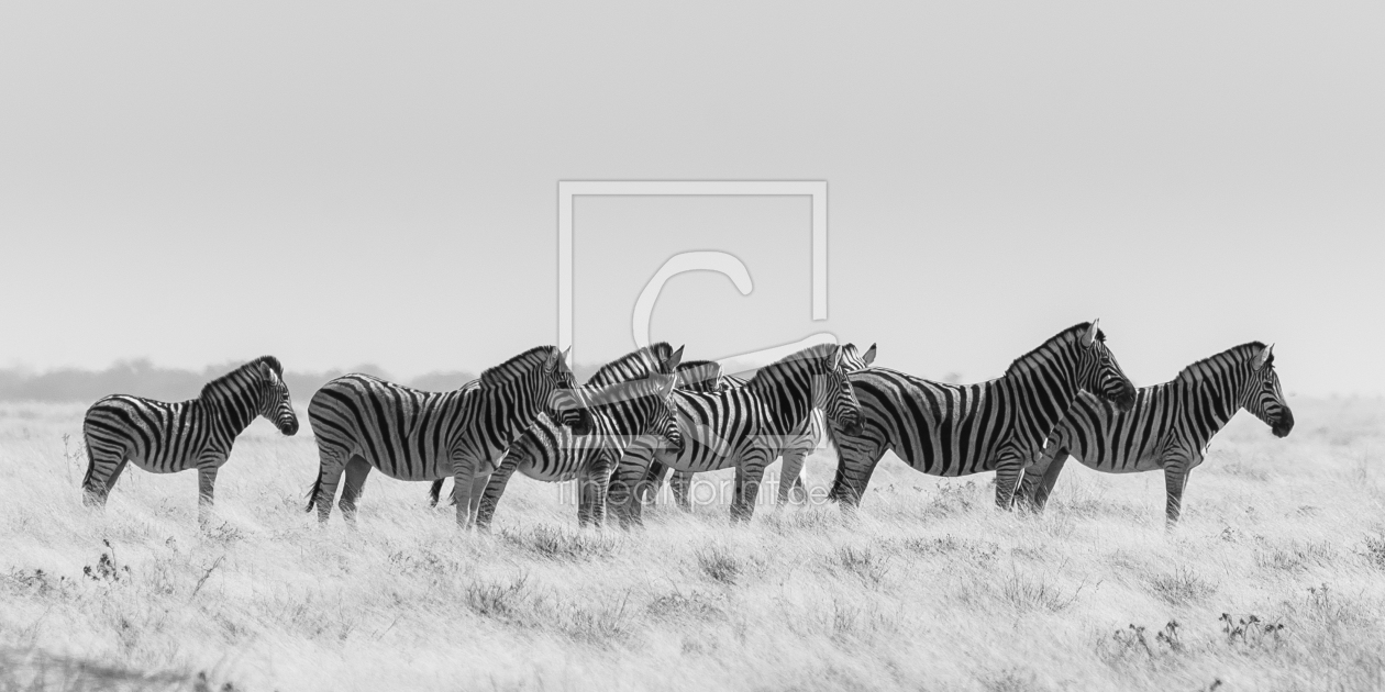 Bild-Nr.: 11220080 Neun Zebras erstellt von Frank Walter