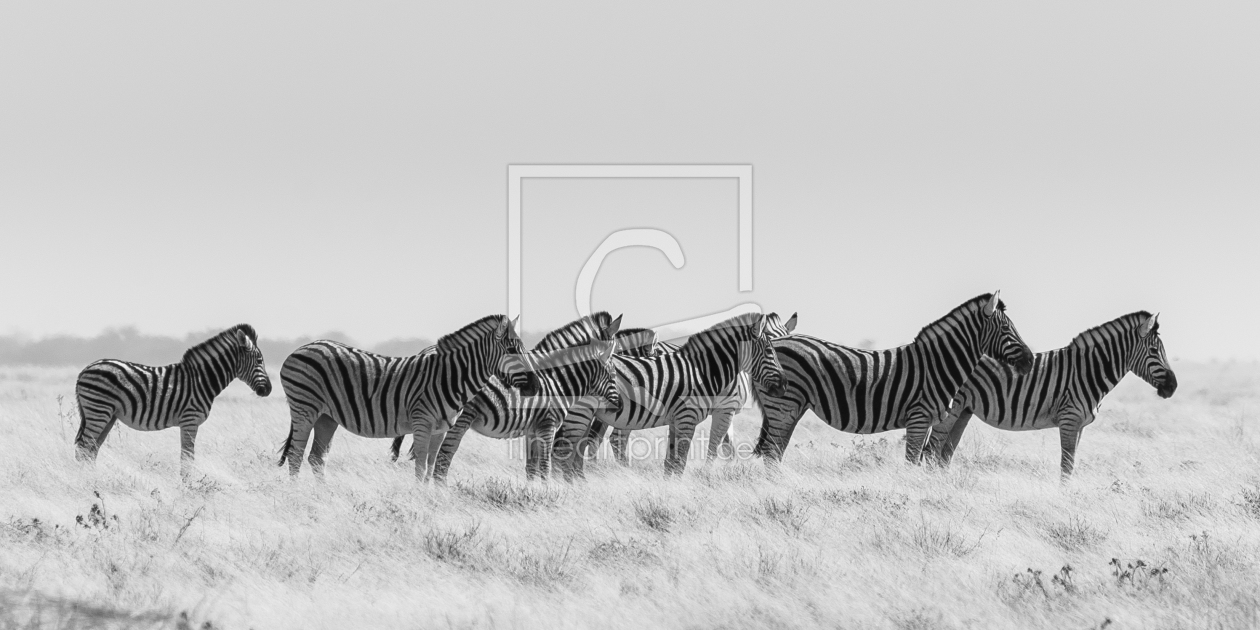Bild-Nr.: 11220080 Neun Zebras erstellt von Frank Walter