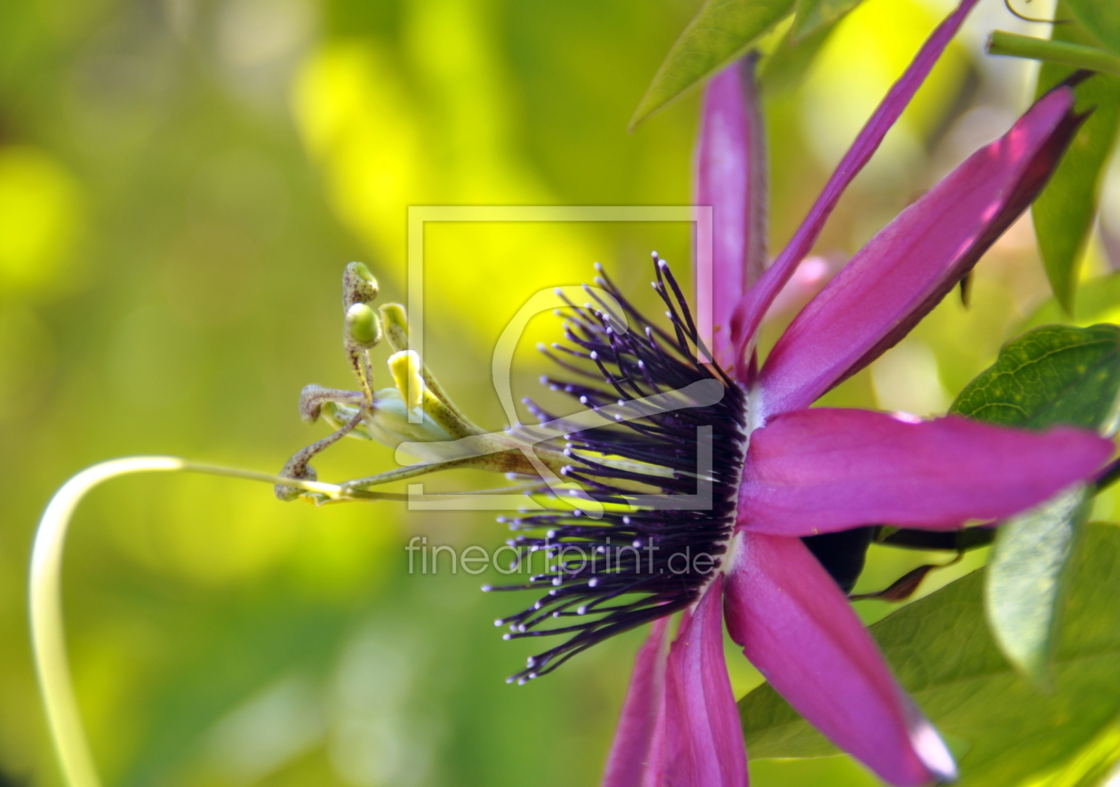 Bild-Nr.: 11221362 Passiflora erstellt von GUGIGEI