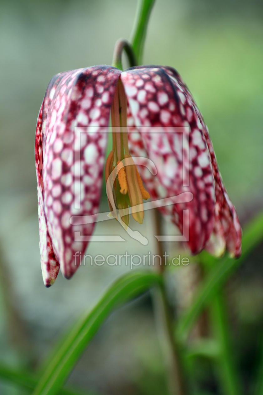 Bild-Nr.: 11221718 Schachbrettblume  erstellt von Gerhard Albicker