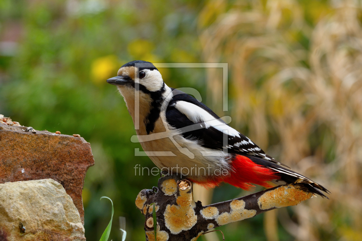 Bild-Nr.: 11221768 Buntspecht 4 Bild-Nr.: 11221768 Buntspecht 4 erstellt von Richard-Young