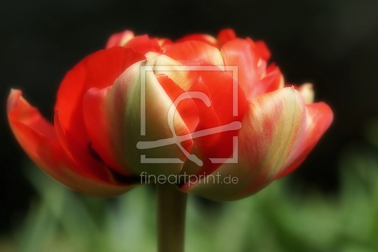 Bild-Nr.: 11221872 Tulip erstellt von youhaveadream