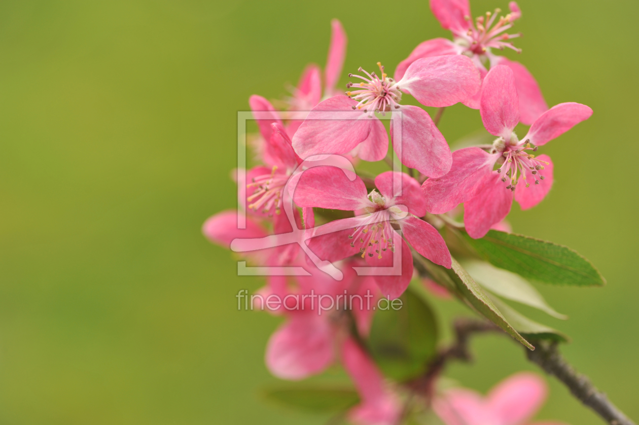 Bild-Nr.: 11222612 Blooming twig on green background. erstellt von O-Dobryanska
