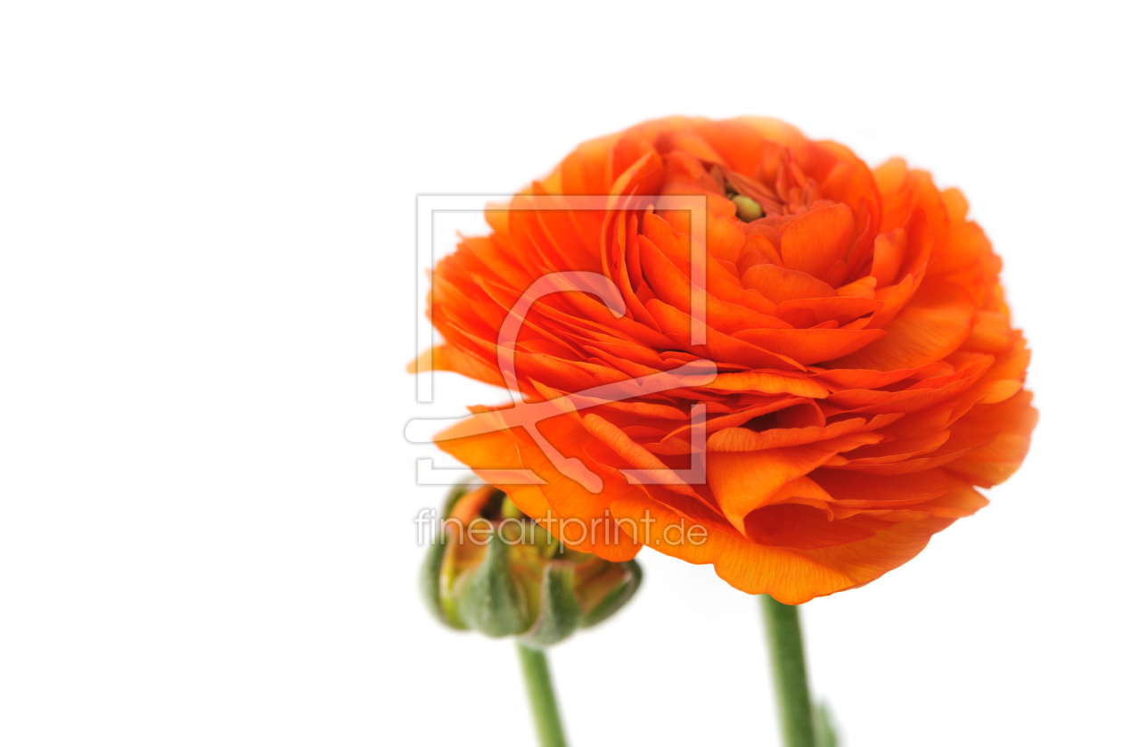 Bild-Nr.: 11222618 Orange Persian buttercup. Ranunculus asiaticus erstellt von O-Dobryanska