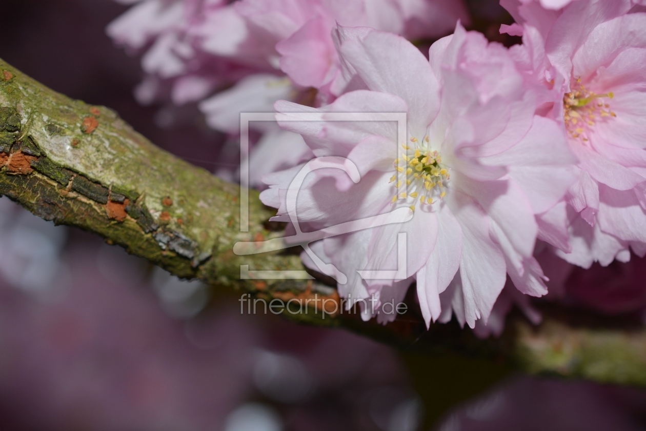 Bild-Nr.: 11223432 Japanische Kirschblüte erstellt von Bettina Schnittert