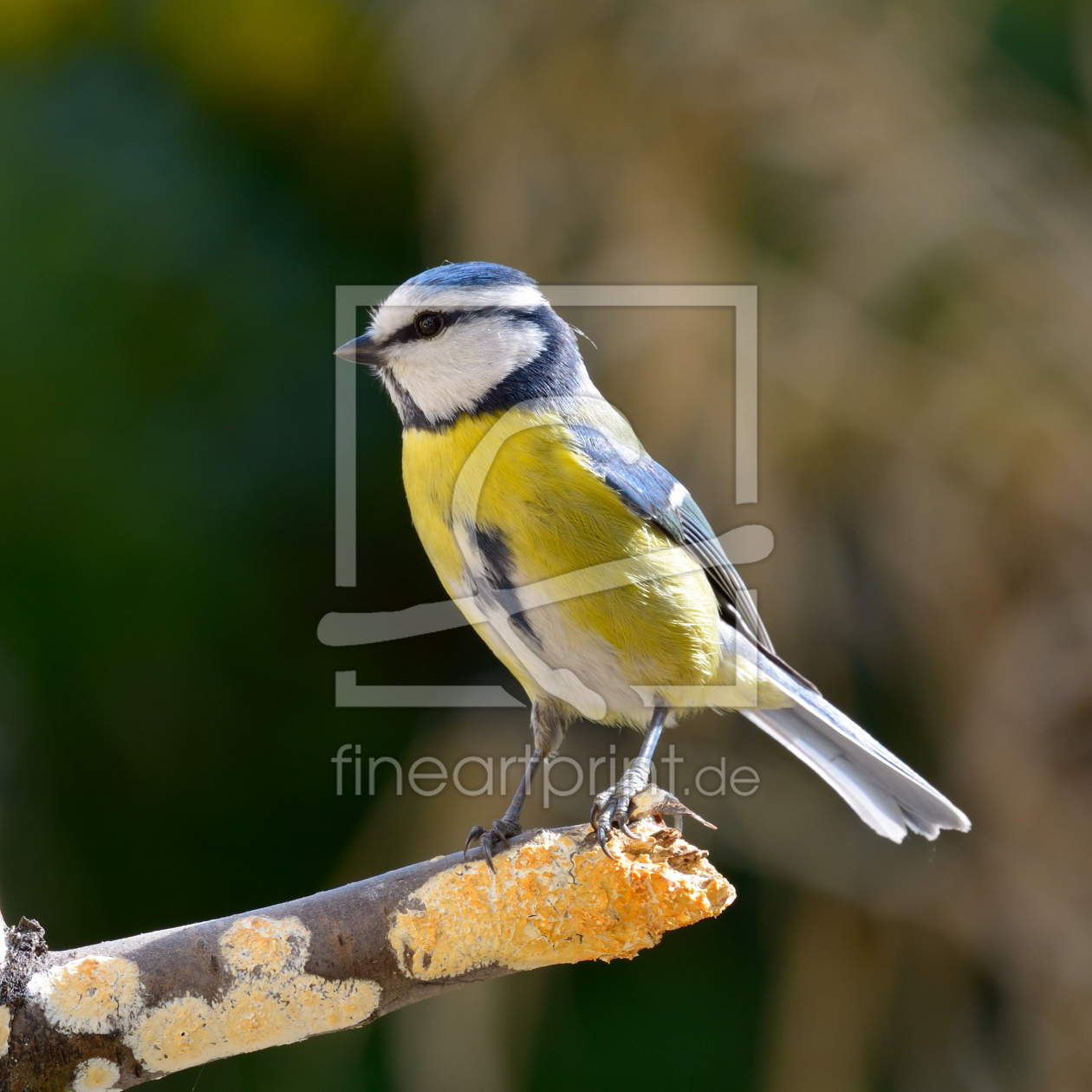 Bild-Nr.: 11223482 Stolze Blaumeise erstellt von Richard-Young