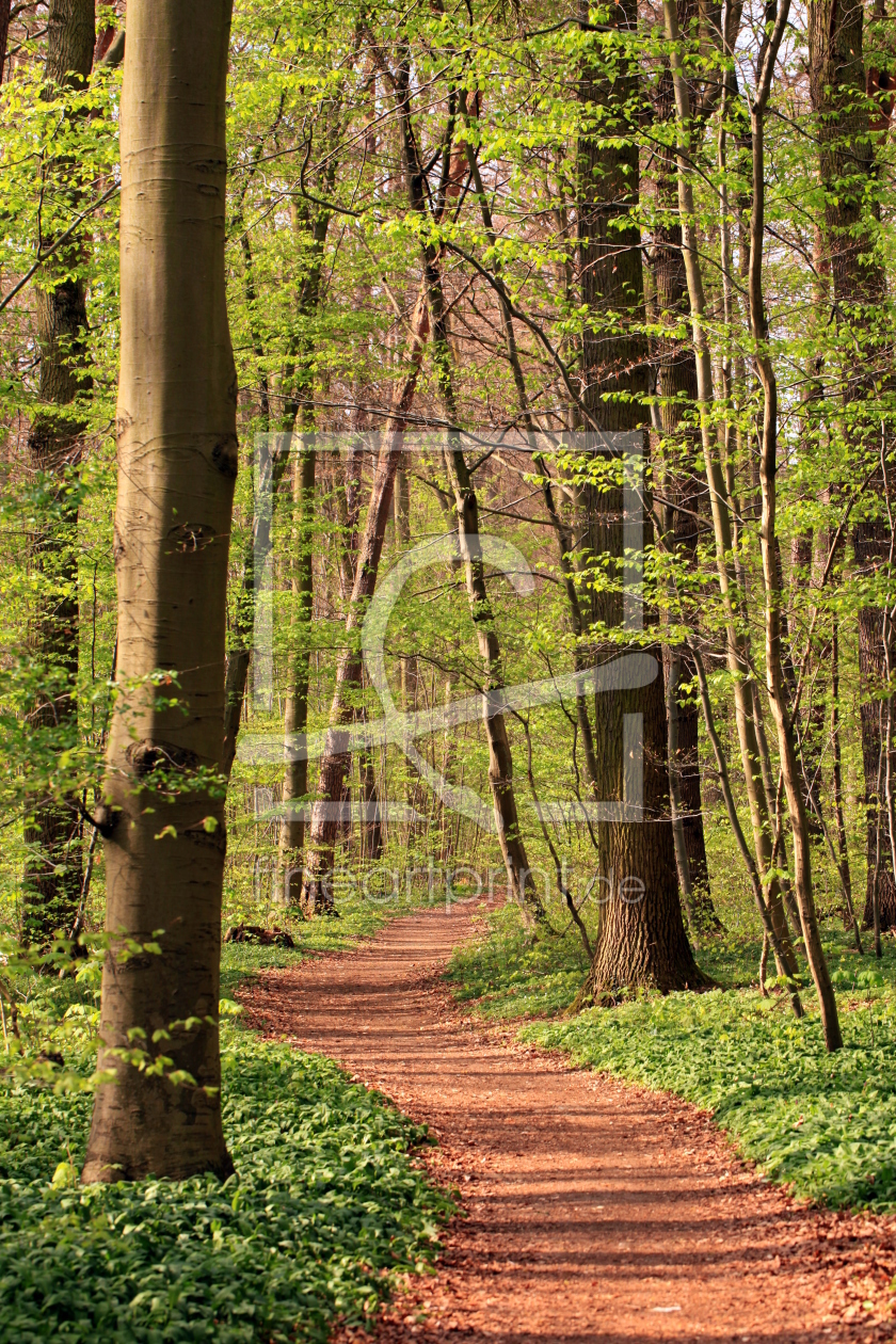 Bild-Nr.: 11223946 Frühlingswald erstellt von Renate Knapp