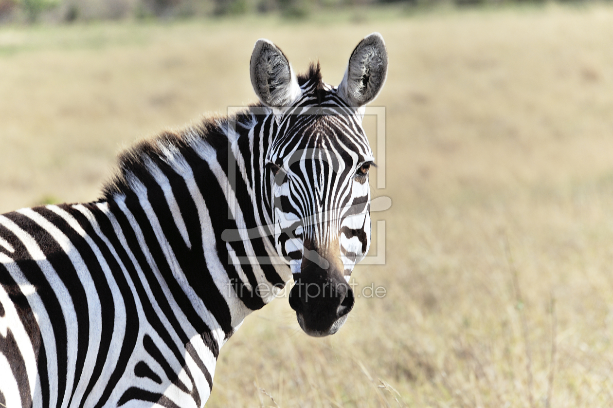 Wilde Zebras in Afrika Wandbild auf Leinwand in verschiedenen Größen 