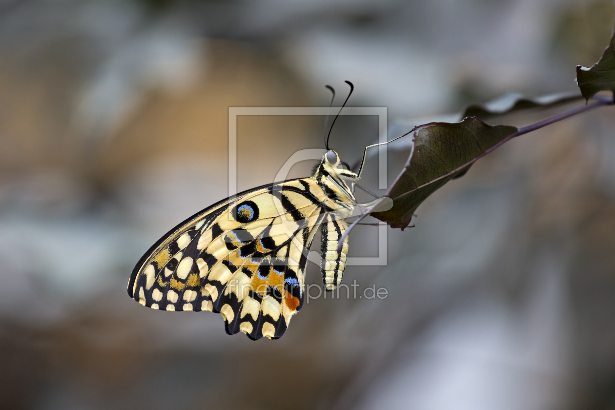 Bild-Nr.: 11224706 Papillon erstellt von Thomas Herzog