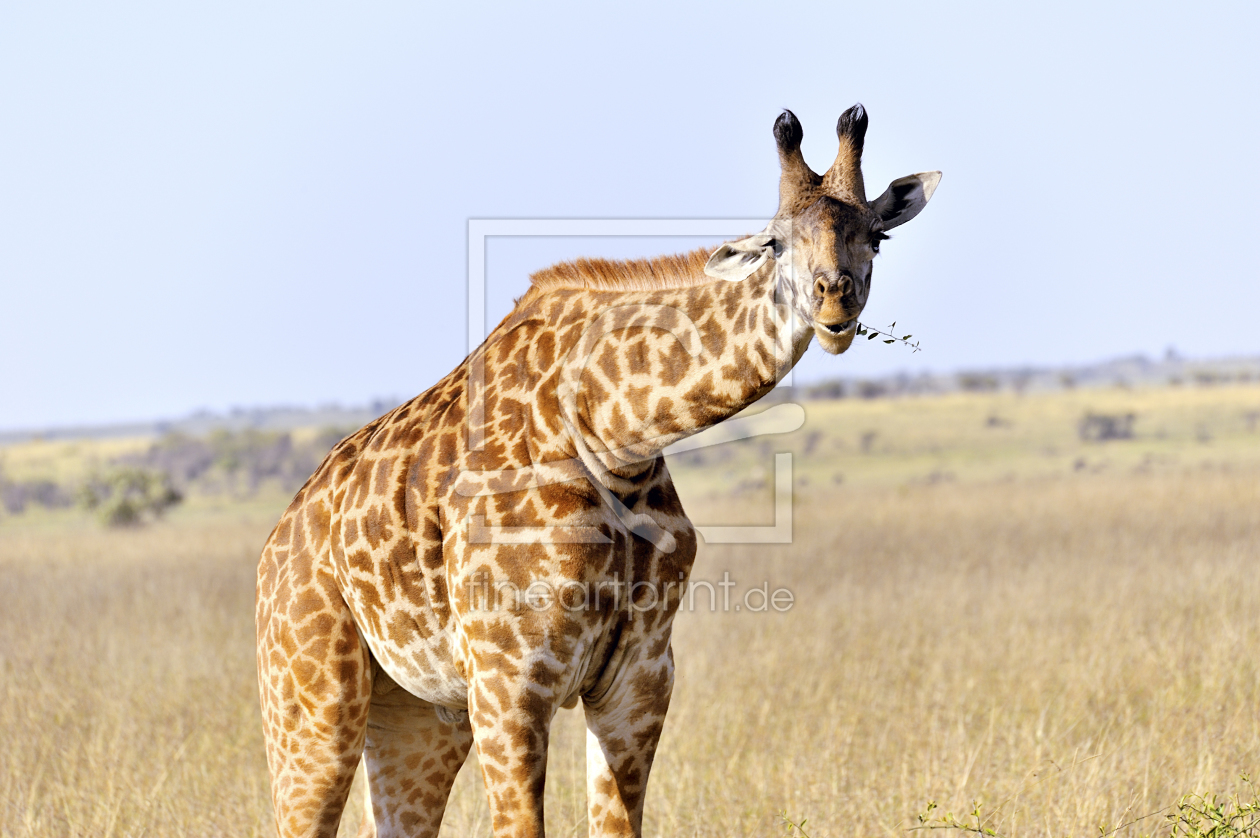 Bild-Nr.: 11225092 Lustige Giraffe mit Zweig erstellt von KundenNr-160338