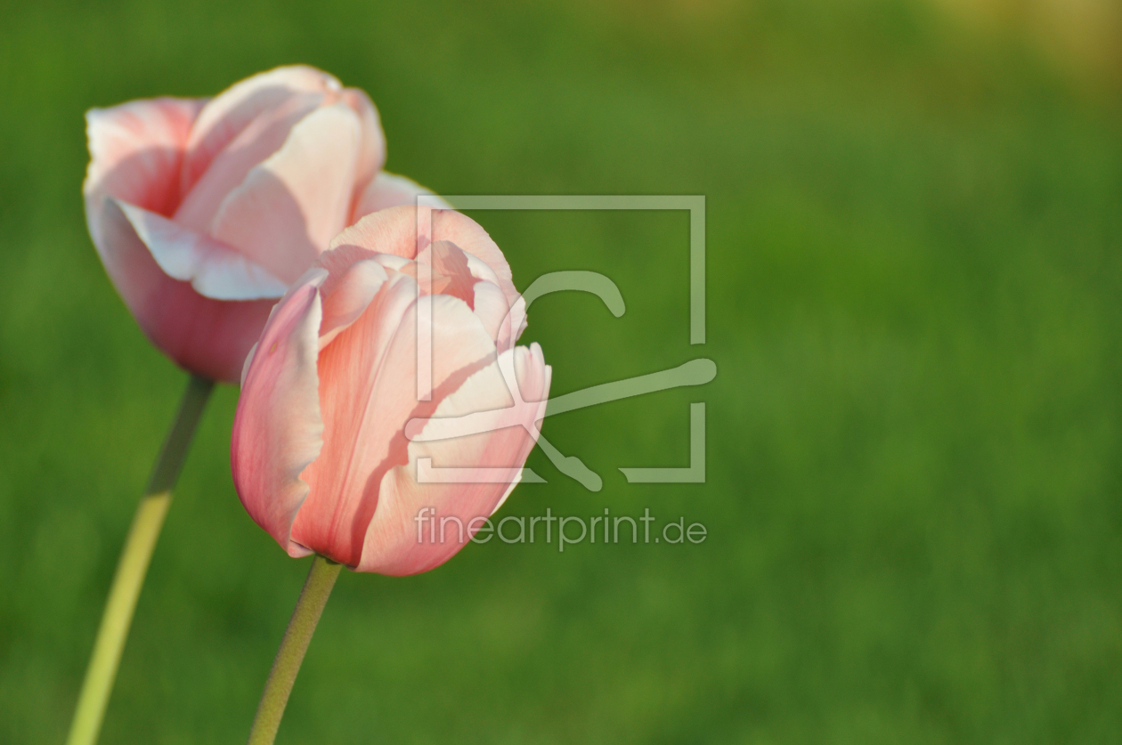 Bild-Nr.: 11225288 Zwei zarte rosa Tulpen erstellt von querfoto