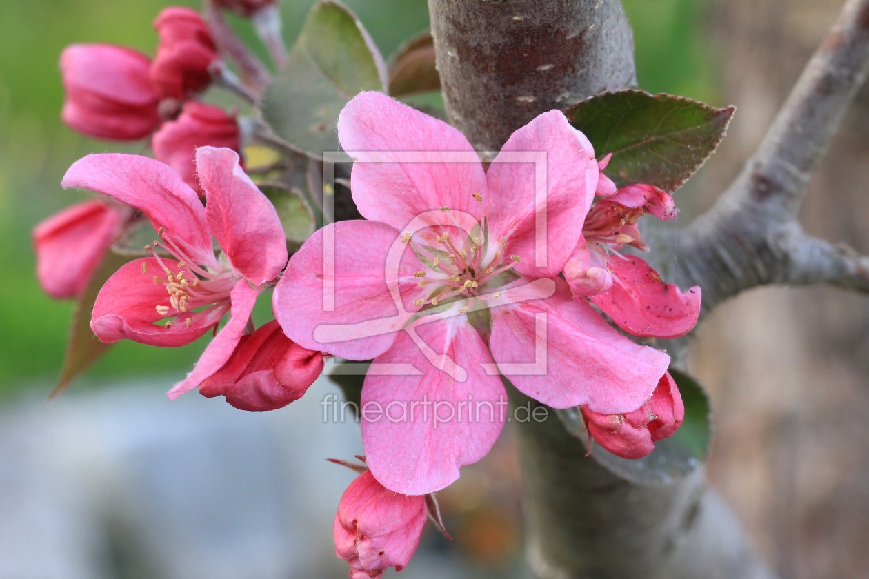 Bild-Nr.: 11225468 rosa Zierapfelblüte erstellt von SusaZoom