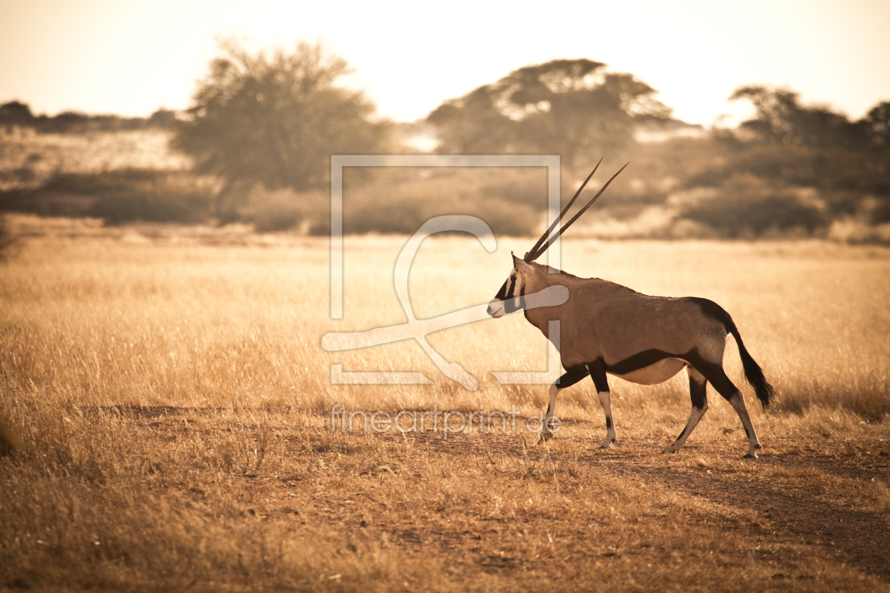 Bild-Nr.: 11226406 Oryx erstellt von janschuler