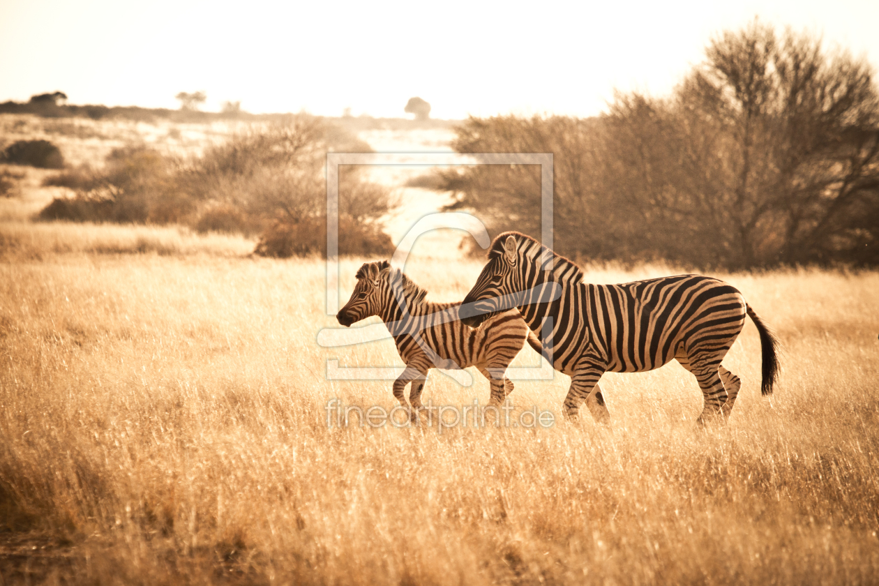 Bild-Nr.: 11226420 Zebrafamilie erstellt von janschuler