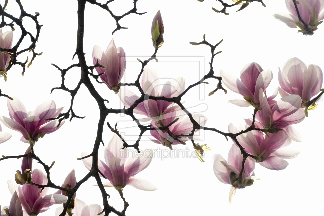 Bild-Nr.: 11226674 Magnolie 11 erstellt von danielschoenen