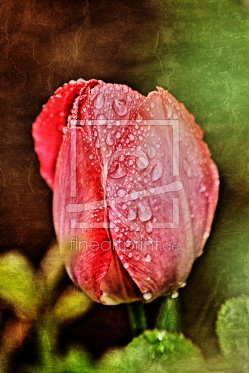 Bild-Nr.: 11226982 Tulpe mit Textur erstellt von Christine Bässler