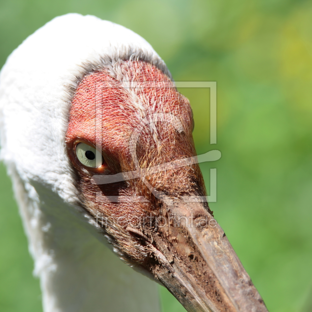 Bild-Nr.: 11231566 Im Auge des Nonnenkranichs erstellt von FotoDeHRO