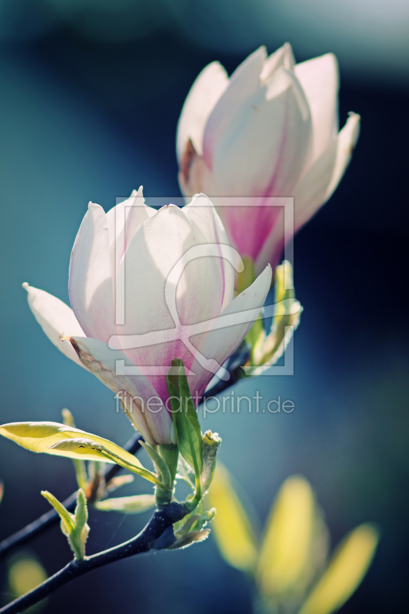 Bild-Nr.: 11232656 Magnolie erstellt von FotoDeHRO