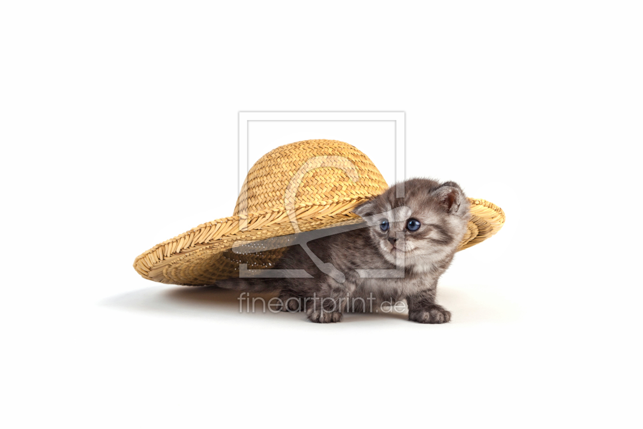 Bild-Nr.: 11232982 Kätzchen unterm Hut erstellt von HeschFoto