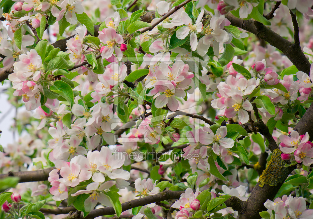Bild-Nr.: 11233868 Apfelblüte erstellt von Steffen Gierok
