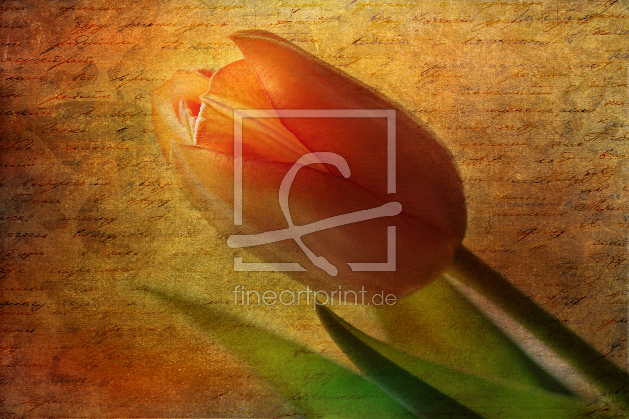 Bild-Nr.: 11234418 Tulip erstellt von Heike  Hultsch