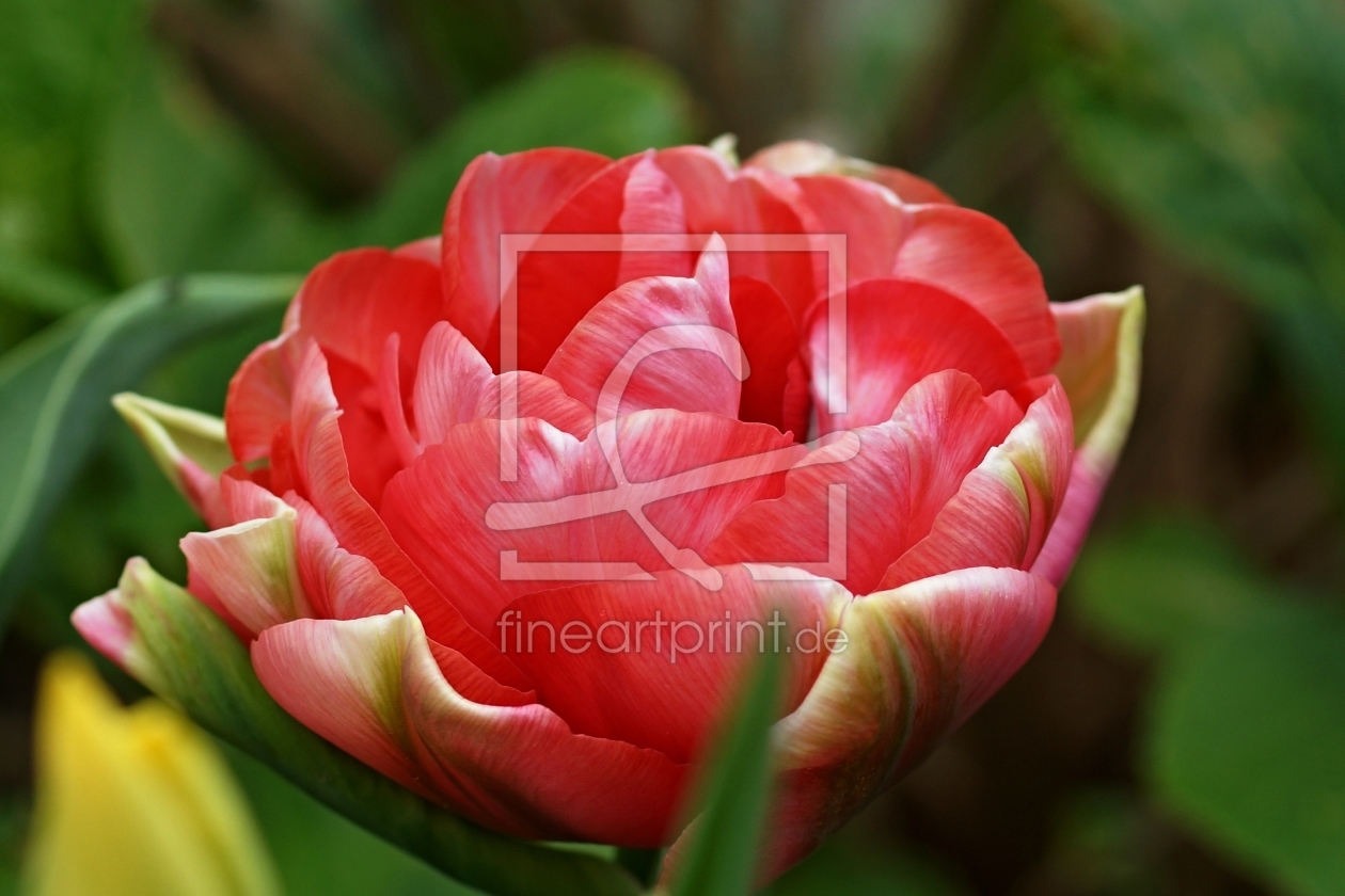 Bild-Nr.: 11234616 Tulpe 003   -   tulip erstellt von Leddermann