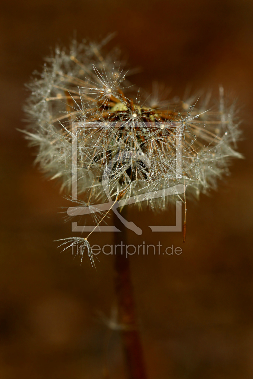 Bild-Nr.: 11234734 Pusteblume erstellt von Heike  Hultsch