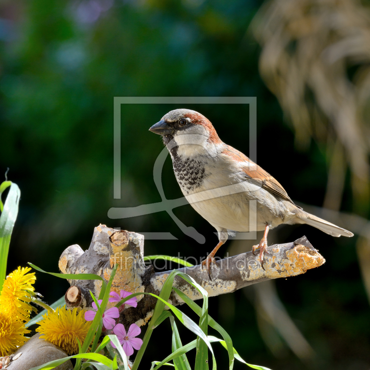 Bild-Nr.: 11234914 Spatz - Haussperling erstellt von Richard-Young