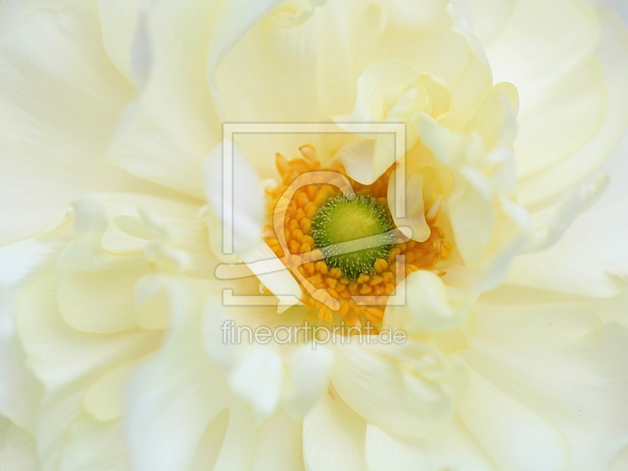 Bild-Nr.: 11235688 Ranunkel    Ranunculus asiaticus erstellt von Renate Knapp