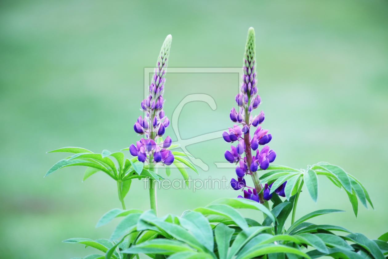 Bild-Nr.: 11235918 Lupinen erstellt von FotoDeHRO