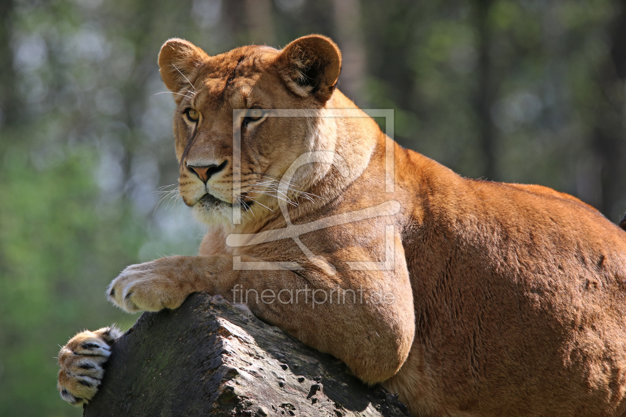 Bild-Nr.: 11236538 Löwe erstellt von FotoDeHRO