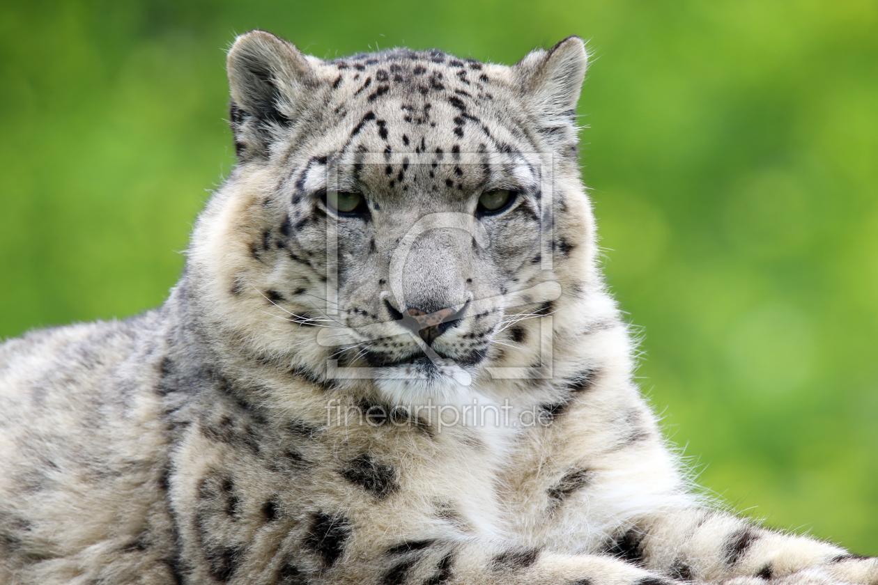 Bild-Nr.: 11236556 Schneeleopard erstellt von FotoDeHRO