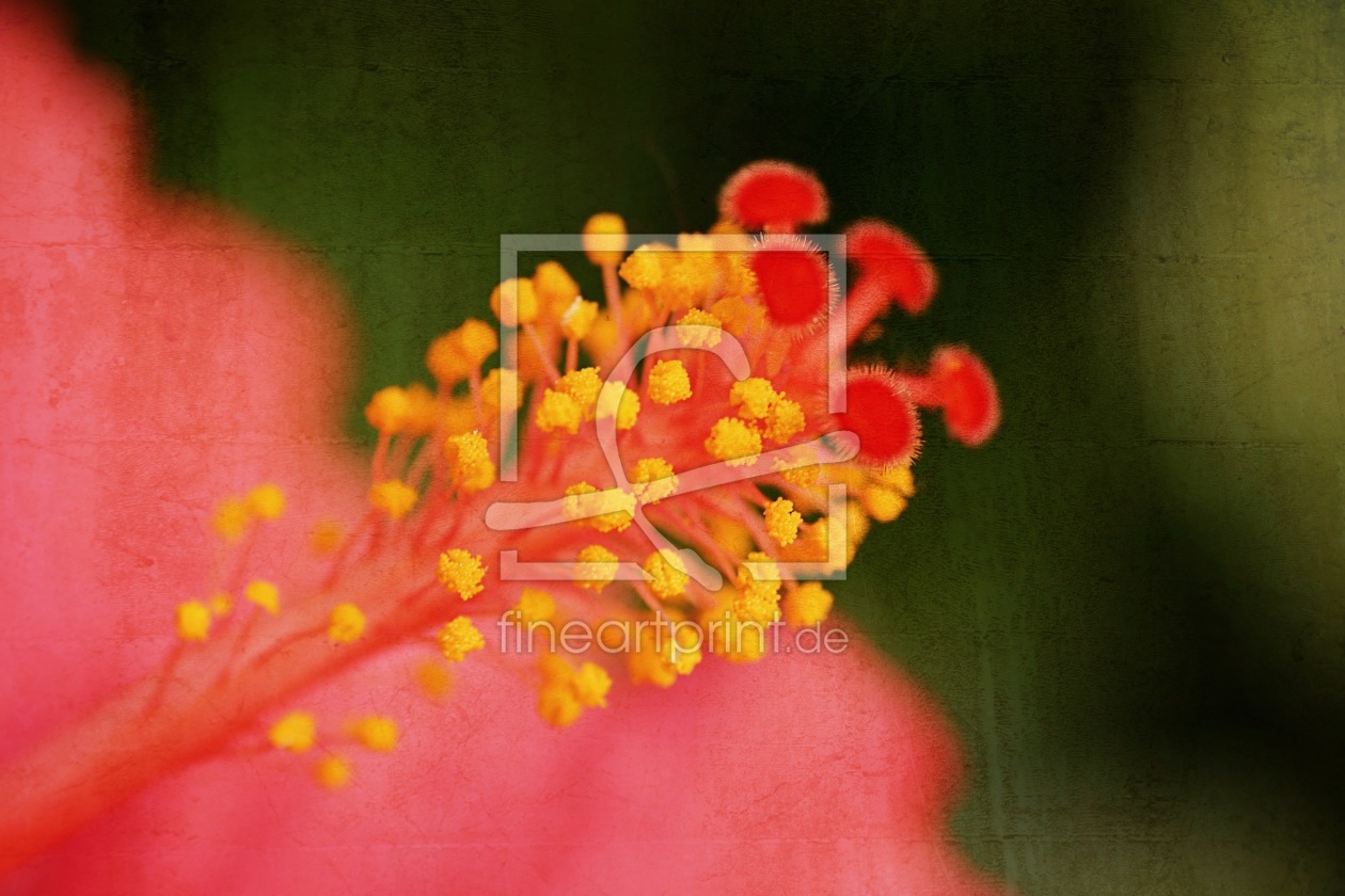 Bild-Nr.: 11236712 Hibiscus erstellt von youhaveadream