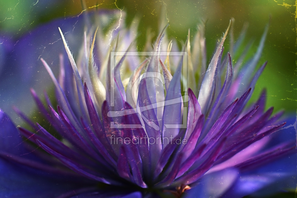 Bild-Nr.: 11236716 Clematis erstellt von youhaveadream