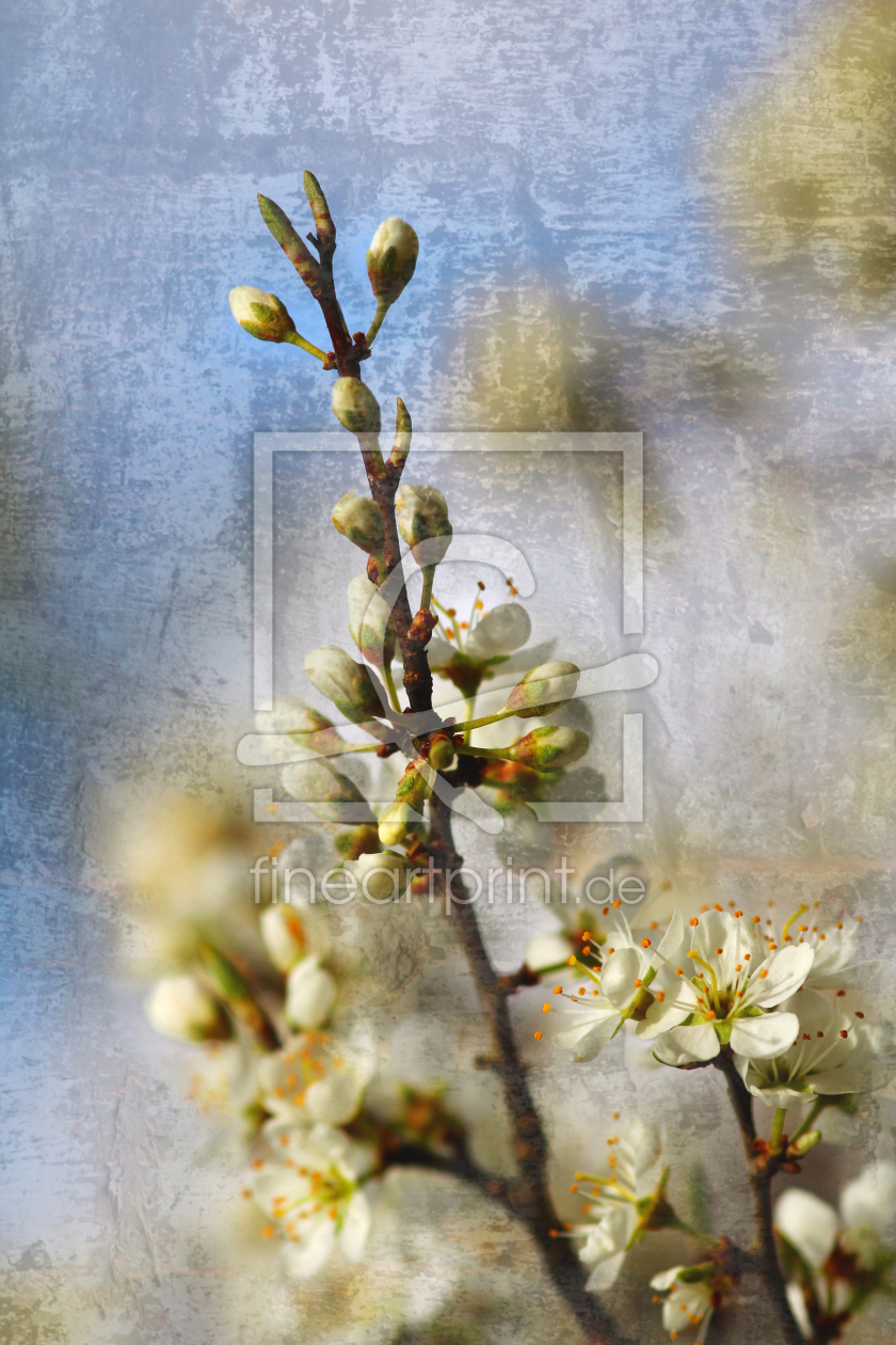 Bild-Nr.: 11236718 Für den Kirschblütenliebhaber ;o erstellt von Ivonne Wentzler