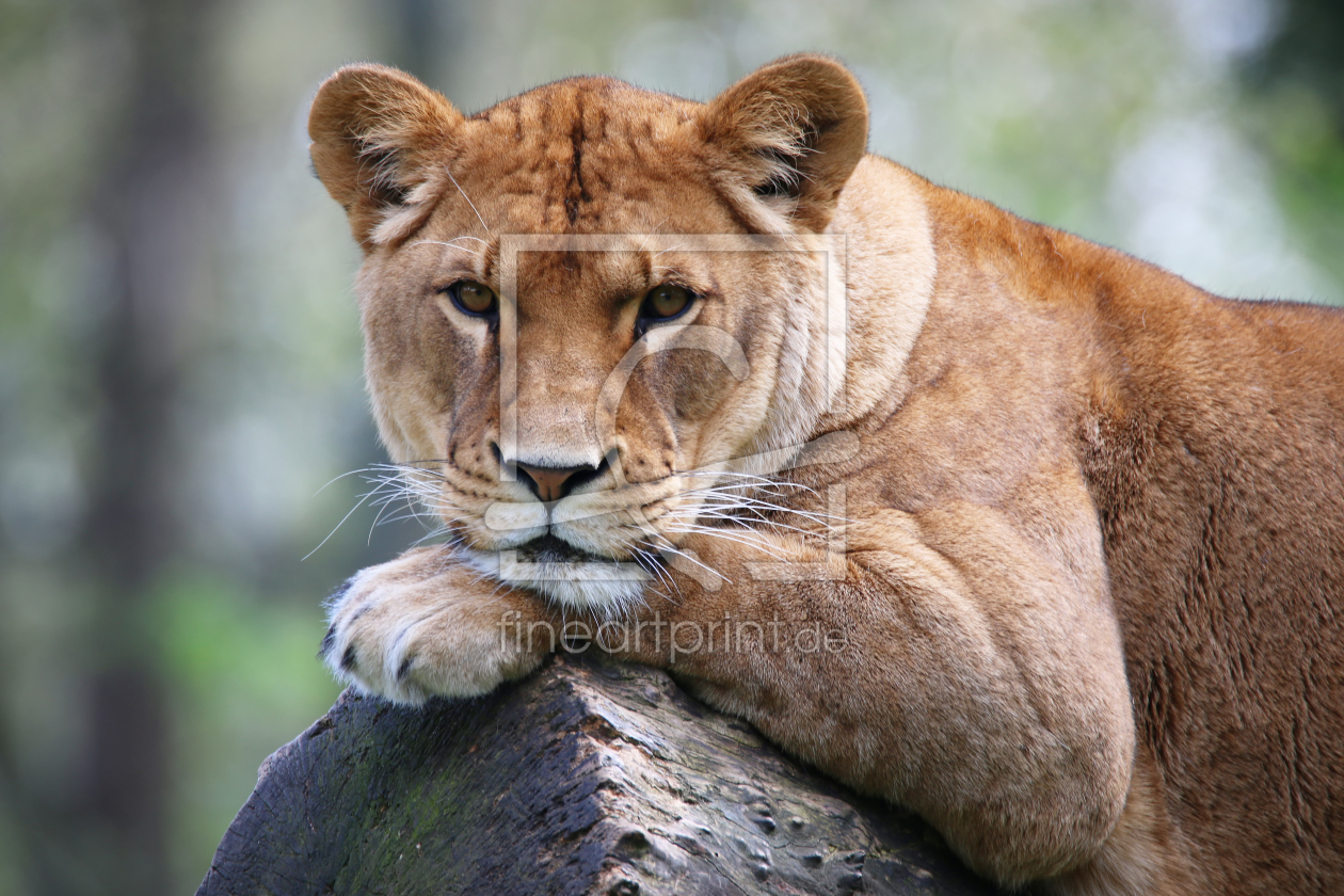 Bild-Nr.: 11236838 Löwe erstellt von FotoDeHRO