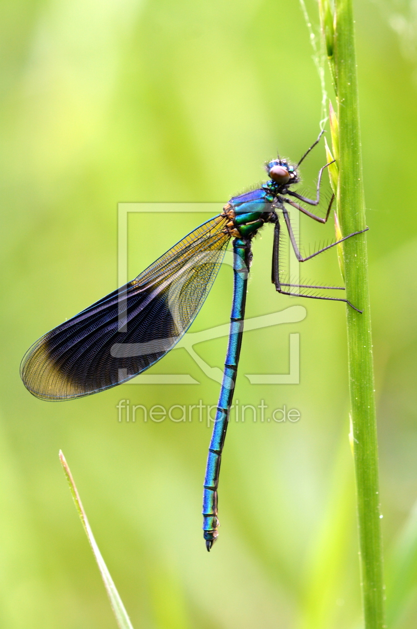 Bild-Nr.: 11238024 banded demoiselle erstellt von GUGIGEI