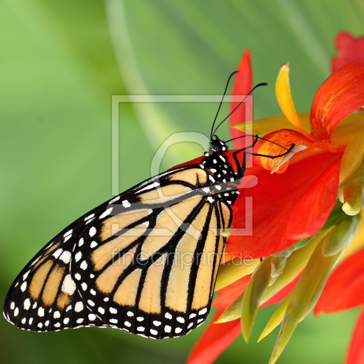 Bild-Nr.: 11238300 butterfly6 erstellt von Richard-Young