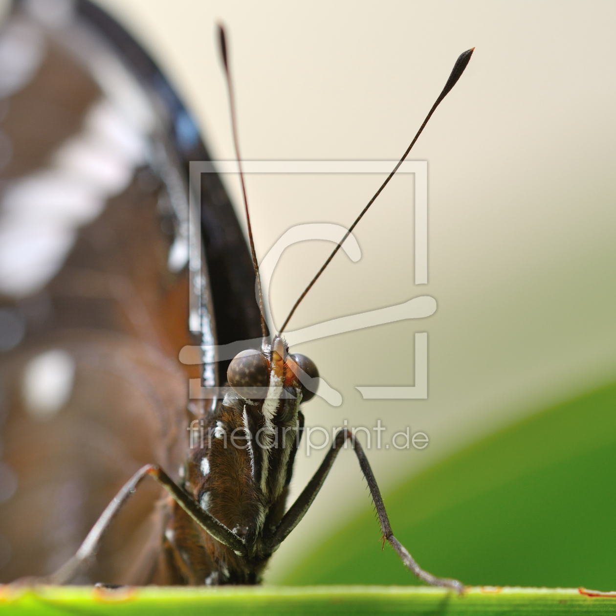 Bild-Nr.: 11238304 butterfly7 Bild-Nr.: 11238304 butterfly7 erstellt von Richard-Young