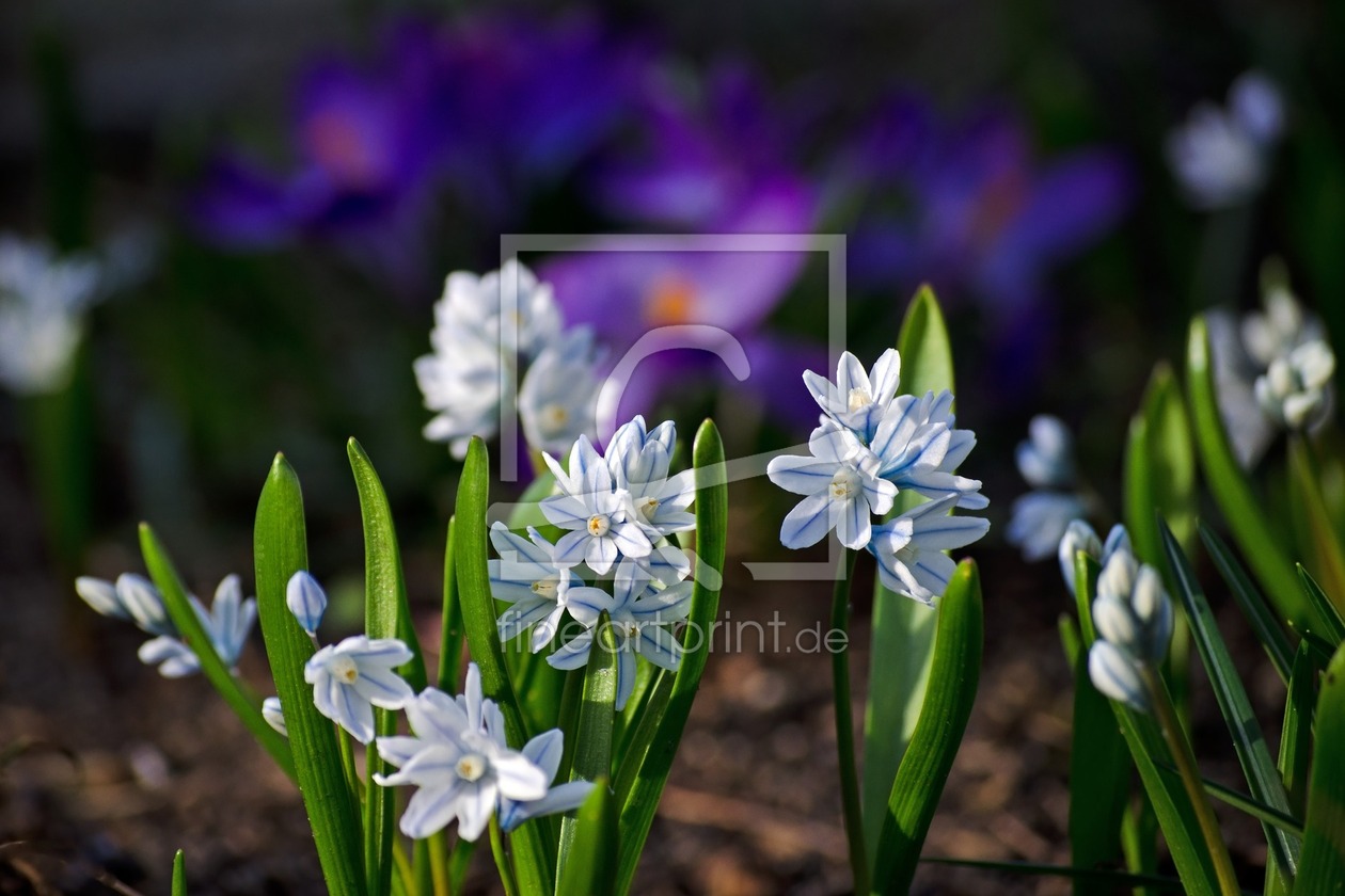 Bild-Nr.: 11238726 Puschkinia scilloides var. libanotica Alba  erstellt von siebor
