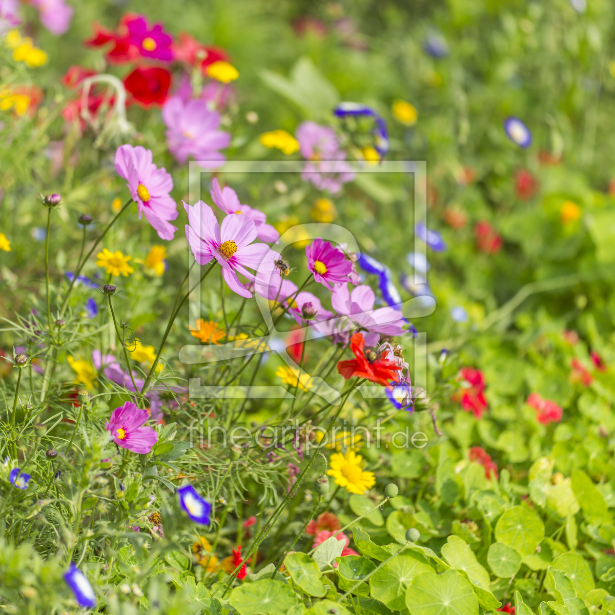 Bild-Nr.: 11239134 Bauerngarten erstellt von Daniela Beyer