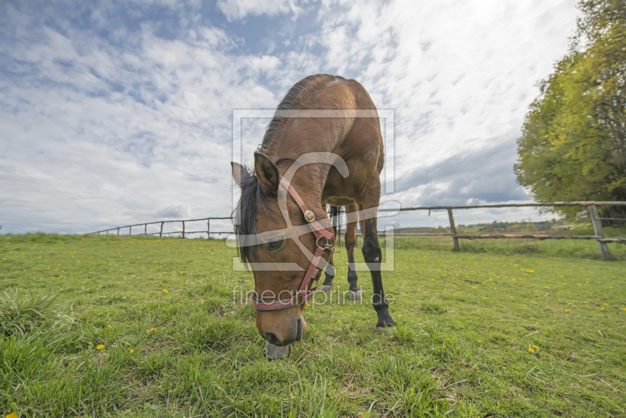 Bild-Nr.: 11239338 Pferd in der Koppel. erstellt von Christian Krammer
