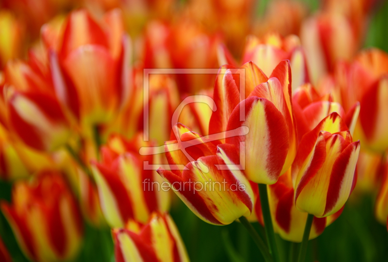 Bild-Nr.: 11240042 Tulpen, Tulpen, Tulpen erstellt von GUGIGEI