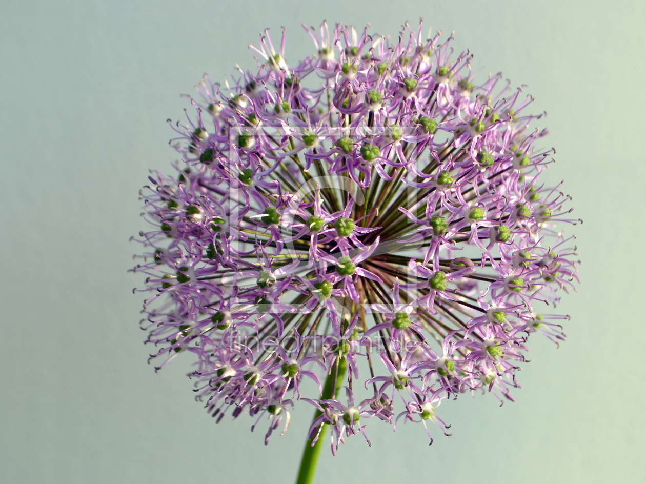 Bild-Nr.: 11240942 Kugelblume erstellt von teuber47